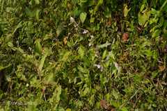 Impatiens scabriuscula